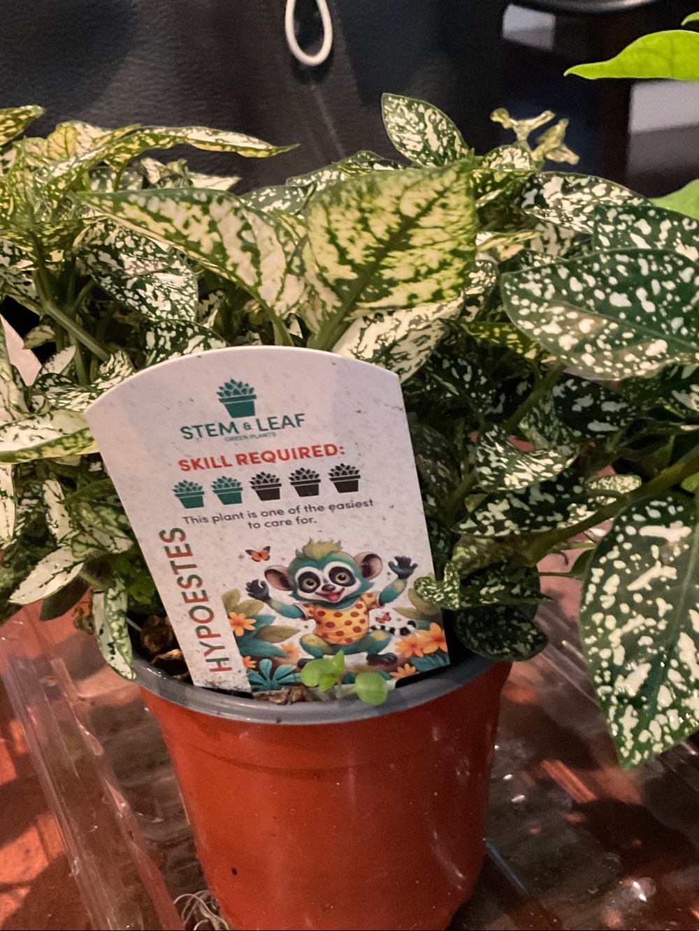 Hypoestes plants grow faster